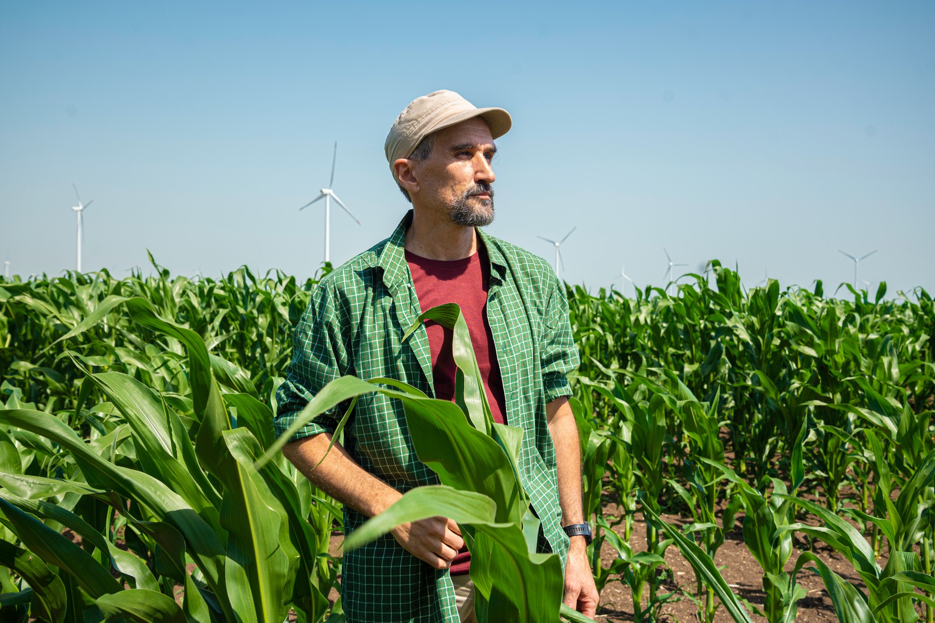 Farmer in Corn Field with Wind Turbines. Farming & Eco Energy.