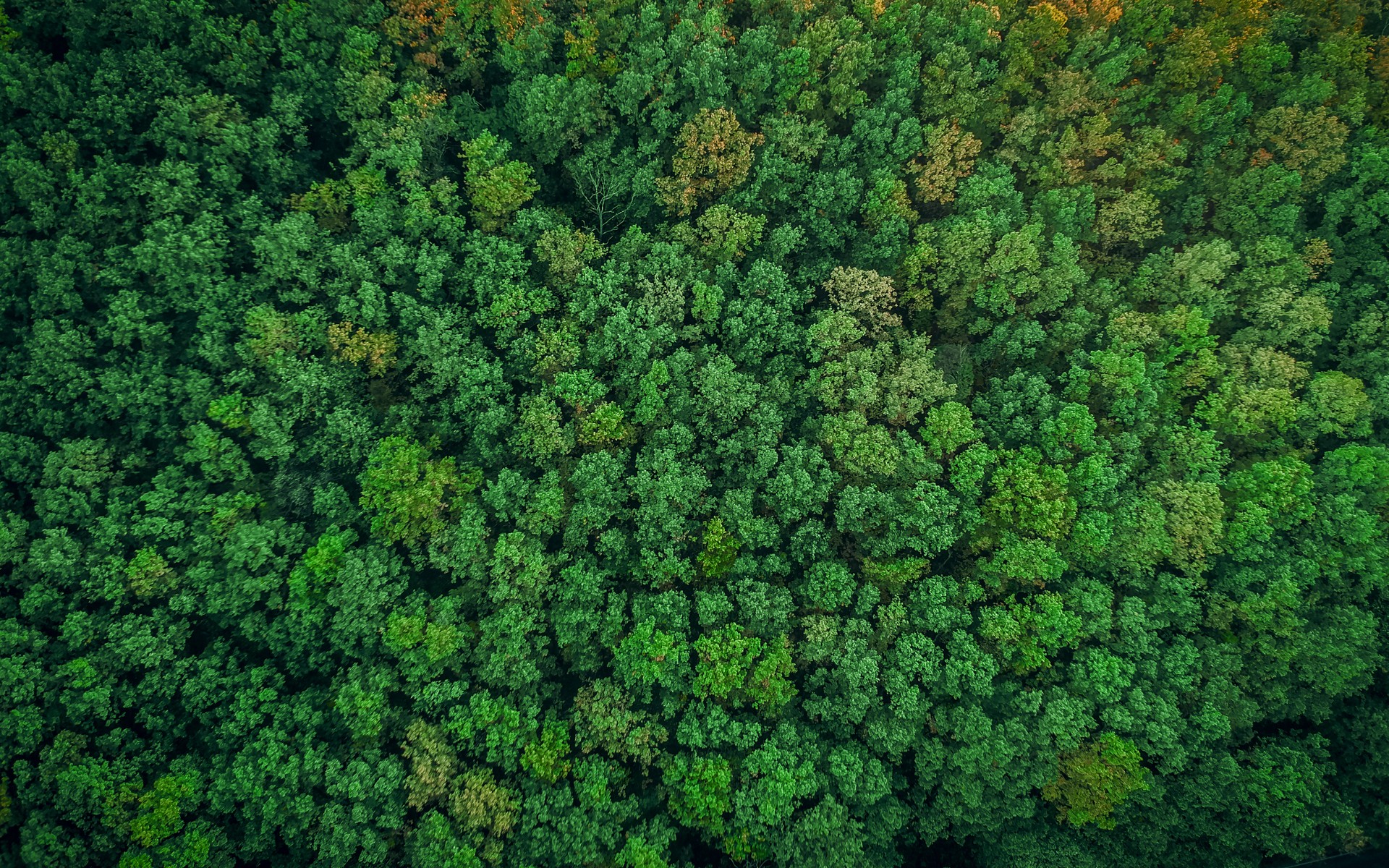 Top view of a young green forest in spring or summer